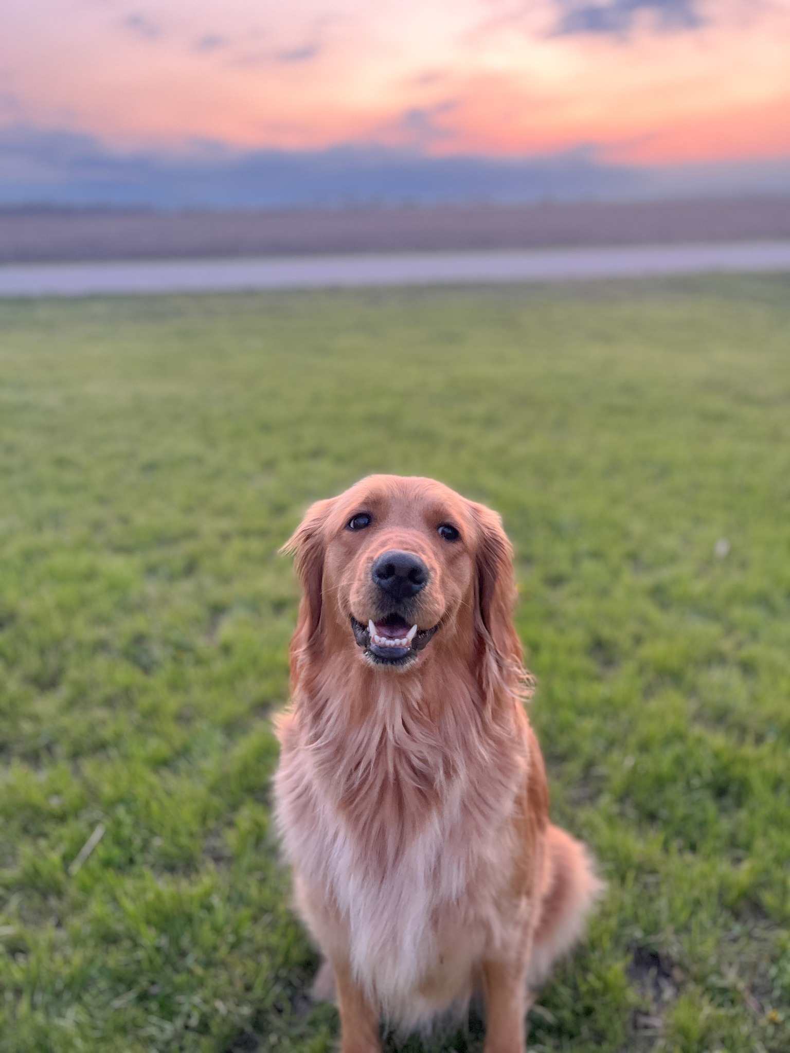 Banks the Golden Retriever sitting in a field at sunset