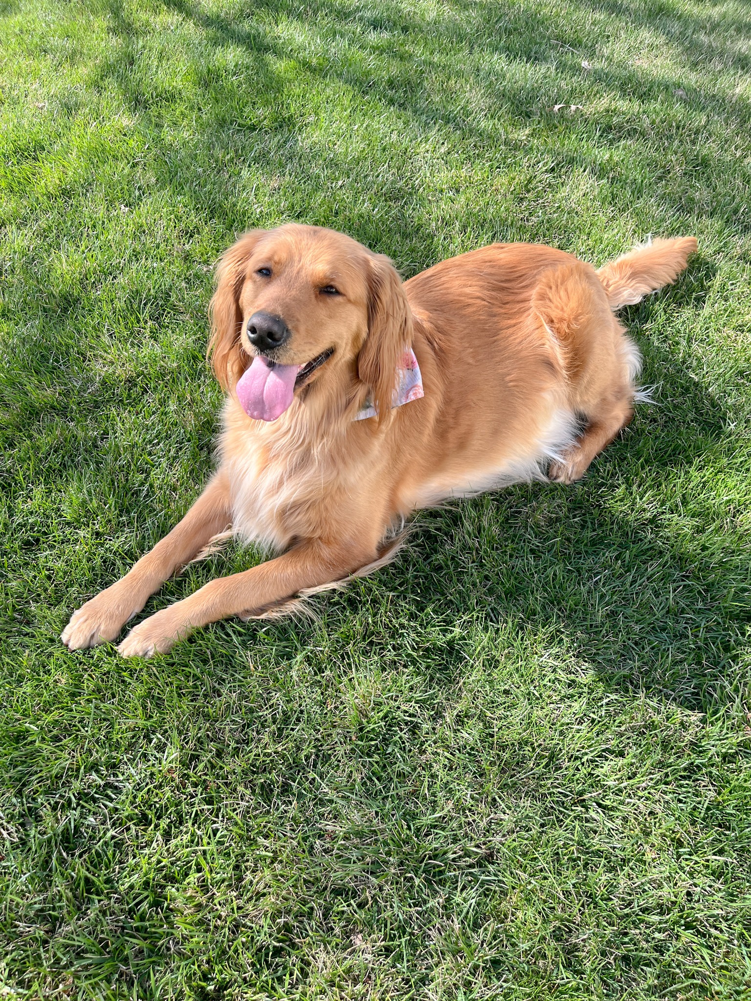 Banks the Golden Retriever laying in the grass