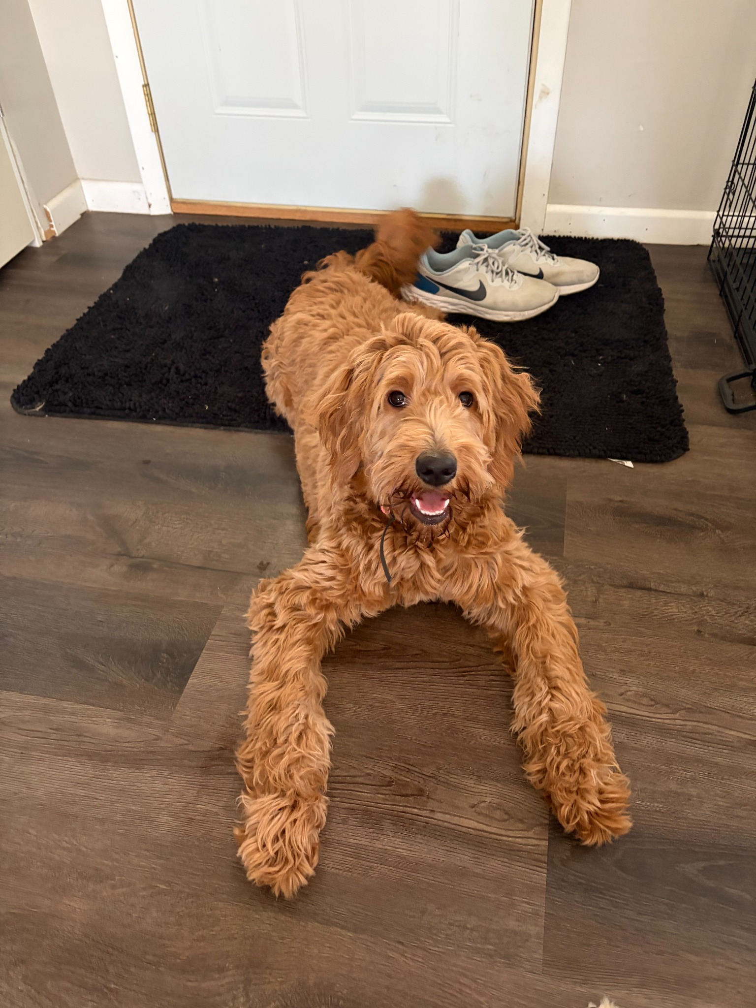 Baylor the Goldendoodle laying indoors and looking at the camera