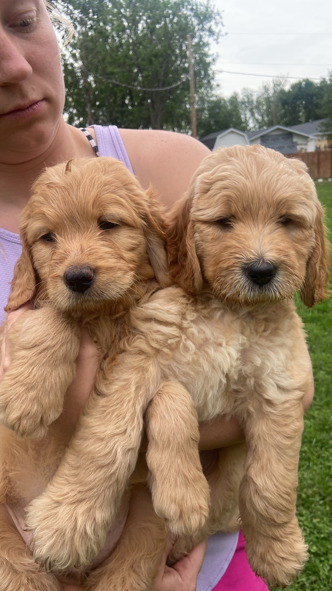Two previous Platte Valley puppies being held