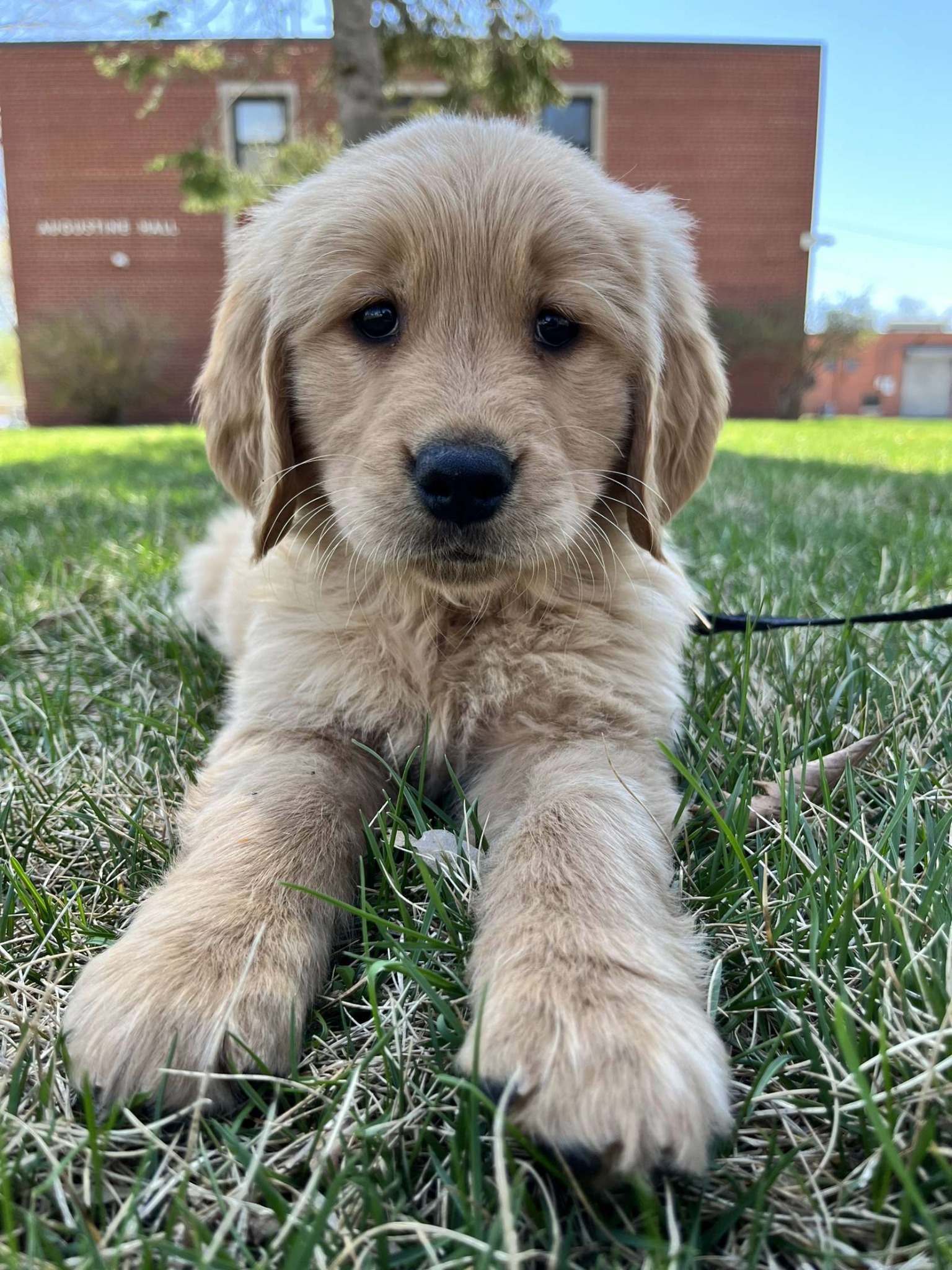 Previous Platte Valley puppy lying in the grass