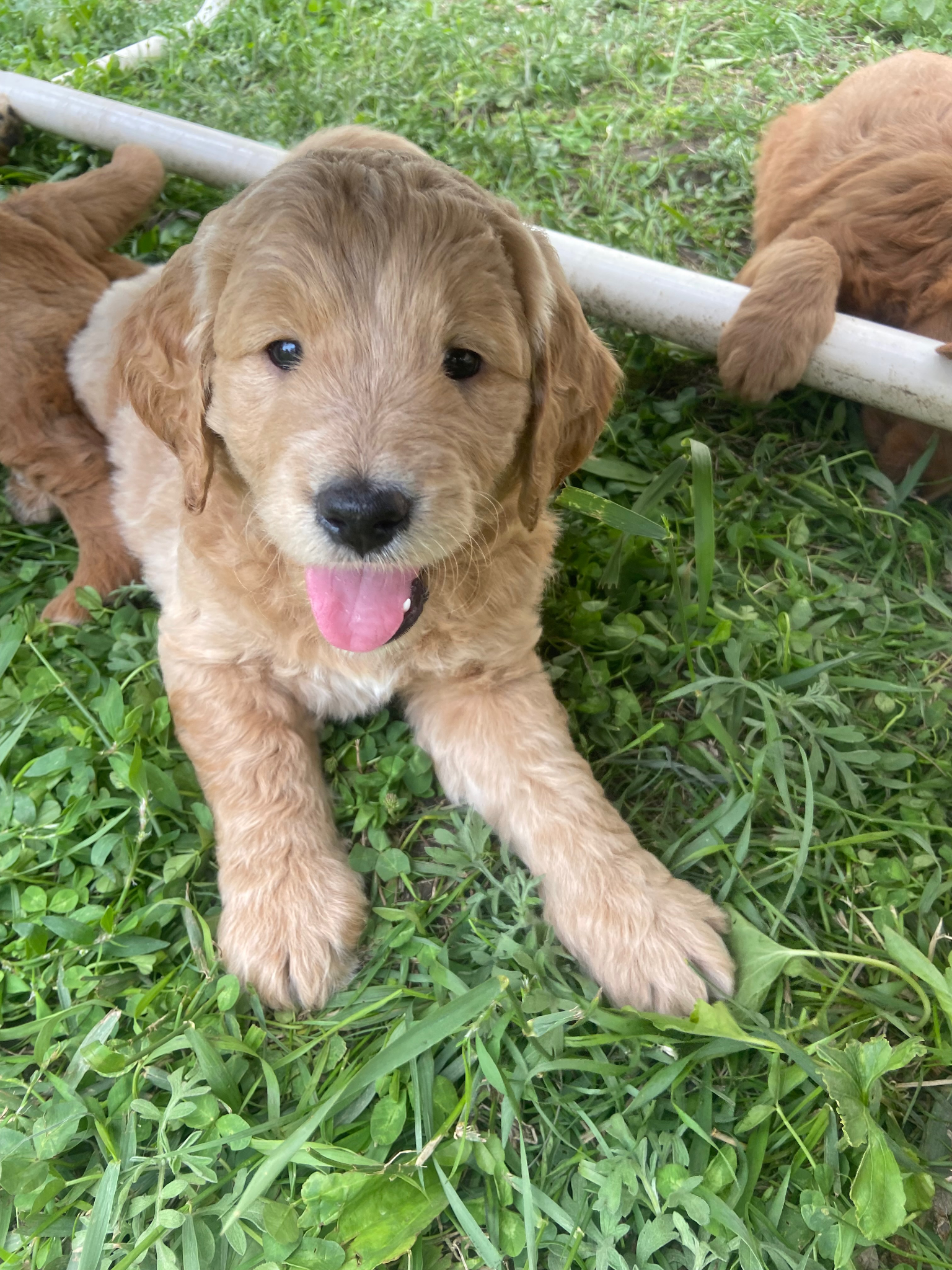 Previous Platte Valley puppy in the grass