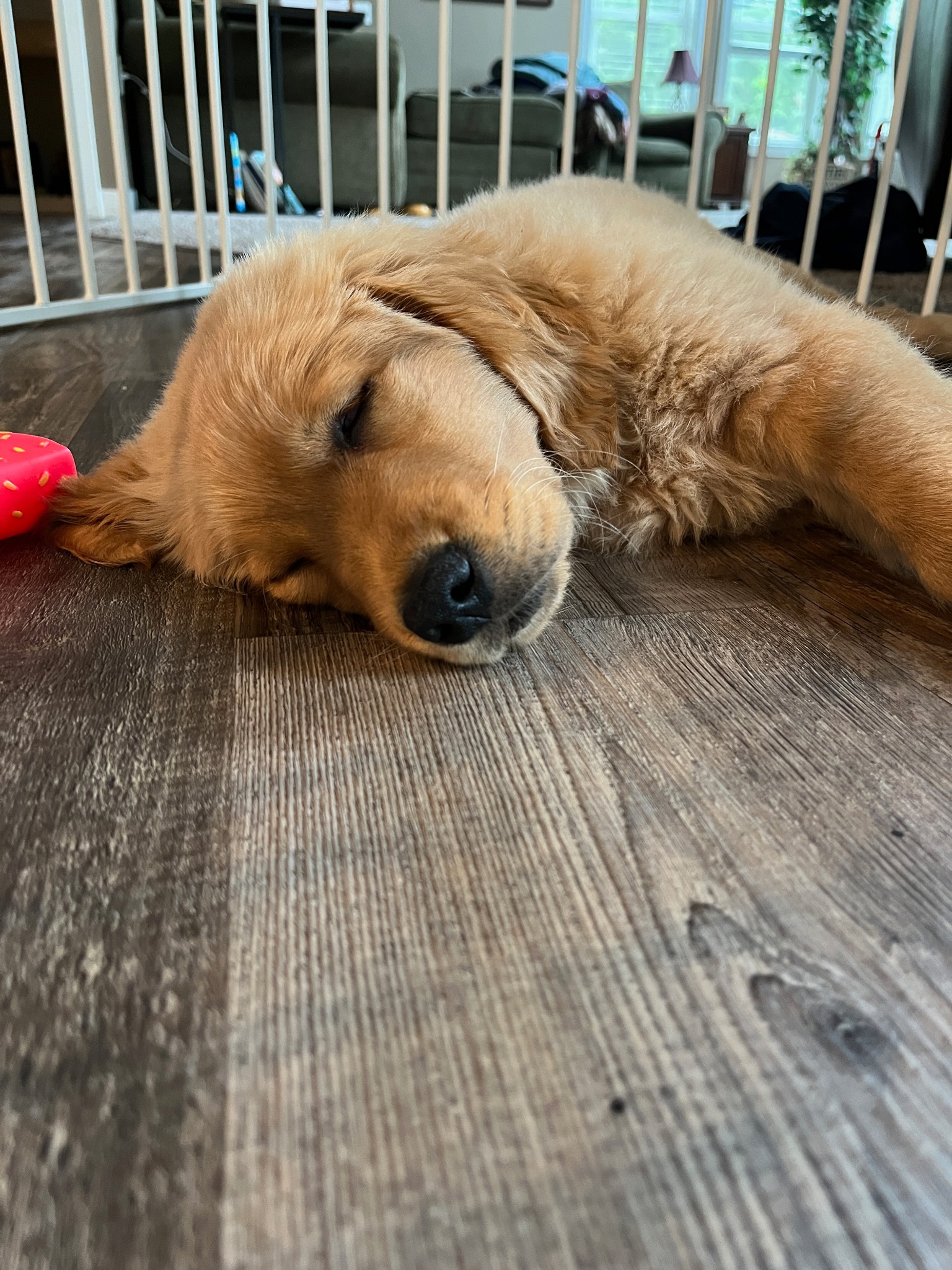 Previous Platte Valley puppy sleeping on the floor