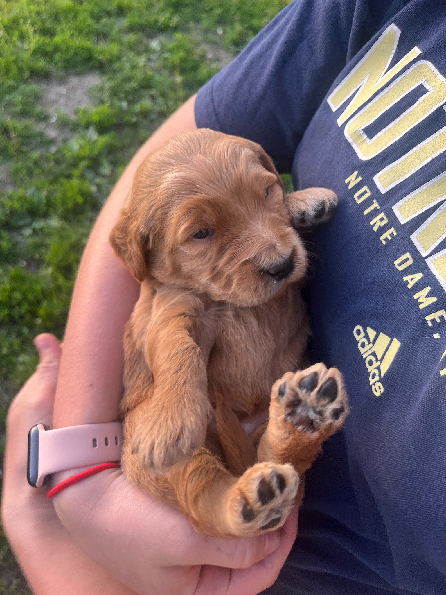 Very young Platte Valley puppy being gently held