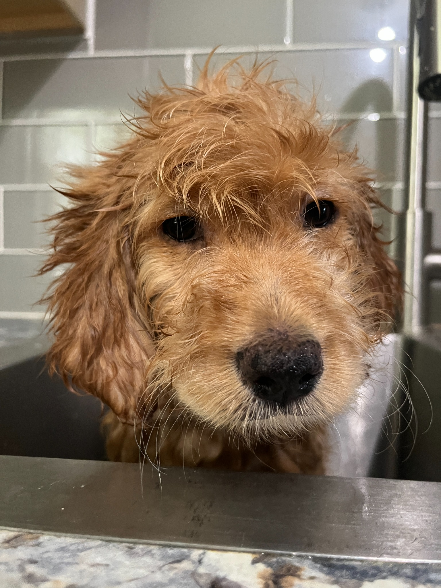 Previous Platte Valley puppy with wet hair after a bath